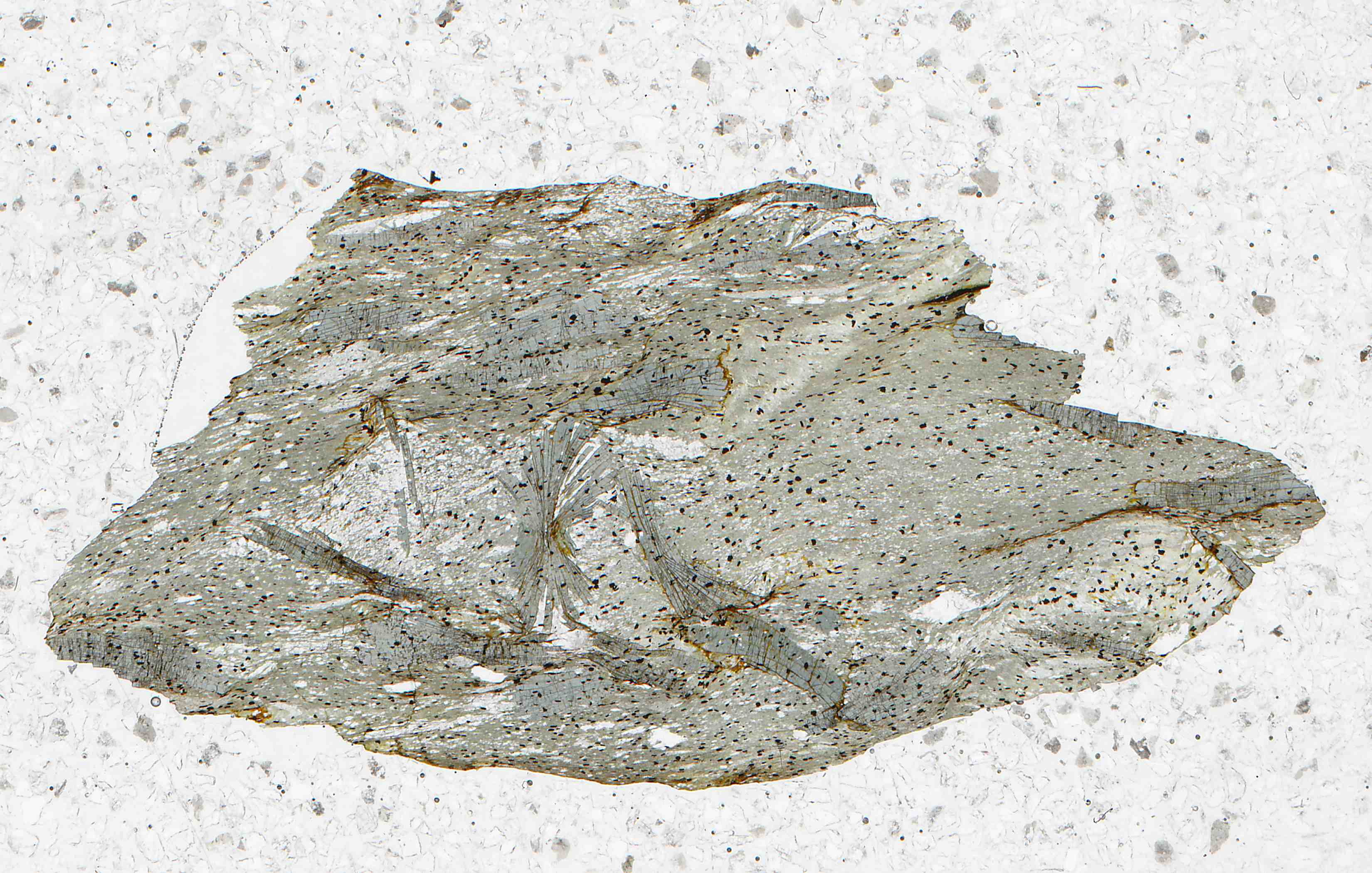 Galgenberg Austria chloritoid schist in thin section